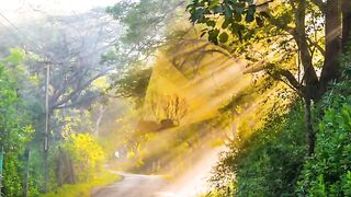 Nature Vedio