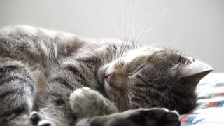 Funniest Animals 2023???? Funniest Cats and Dogs ???????? #1.0 | Pets Family