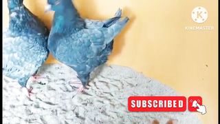 King pigeons