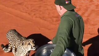 Leopard shorts video
