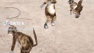 Cat funny video