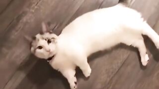 funniest dog and cats of the world