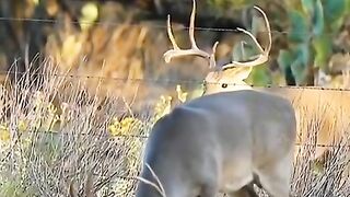 Deer jumped