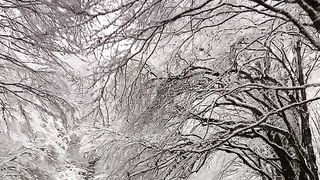 Nature Video | Nice view | Scenery| Snow Area | Winter Time