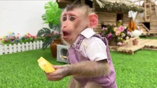 my monkey ,my beautiful monkey ,my lovely monkey