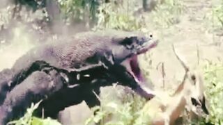 Bast animal short video 2023