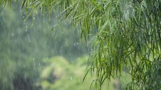 Relaxing Music & Rain Sounds - Beautiful Piano Music, Background Music, Sleep Music