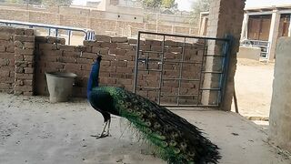 Peacock dancing