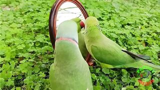 Talking green parrot Dancing to Mirror