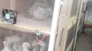 checks and cages