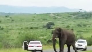 Man Ditches Toyota to Run Away from Elephant!