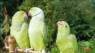 beautiful parrots natural sound voice