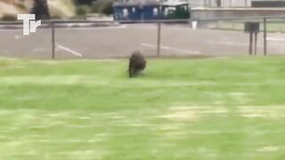 This Dog Risked His Life to save owner