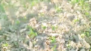 Mustard oil plant