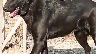 Blackgarmen shaped