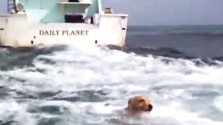 Fish Save Dog
