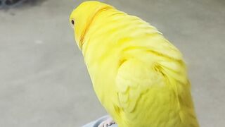 My lovely talking Parrott
