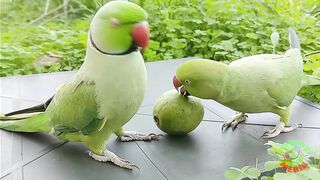 green parrot talking and eating gusva