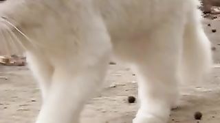 Beautiful cat , cat lover cat snd dogs