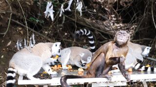 Funniest Animals 2023 ???? Funniest Cats and Dogs ???????? #0 | Pets Family