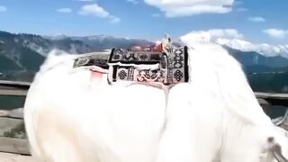 wow bull????????