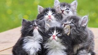 Very funny pet animals