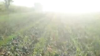 BARLEY ( Jav ) planting