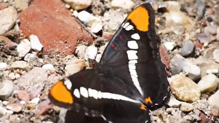 Butterfly fly in park | Cute Bird Flying | Natural Beauty