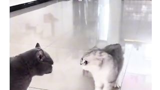 Cats funny fight| funny cats |babycats | funny animals | funnykhalaq07