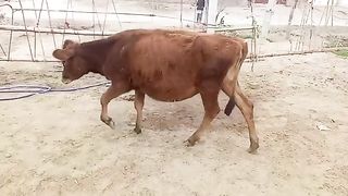 Cow for sale
