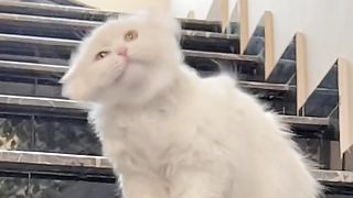 Cats views