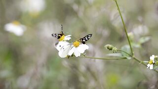 Good and blessed morning with butterflies...