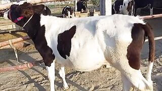 Cow for sale in mianwali