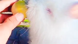 Rebbit