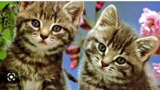 Have fun with pet animals