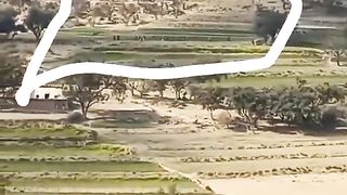 Hamla police mianwali