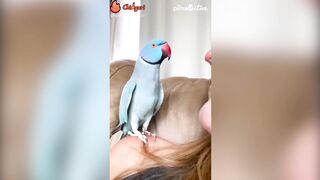 Parrot kissing