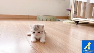 Cute little baby kittens