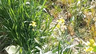 Wheat , mustard & lucerne