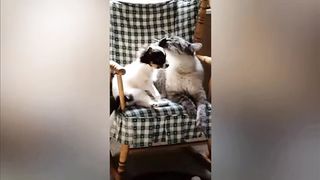 Funny animals 2023