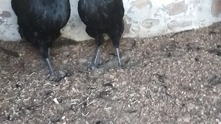 ayam cemani 2023