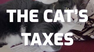 THE CAT'S TAXES