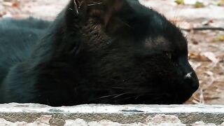 Black Cat