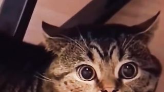 feed me.