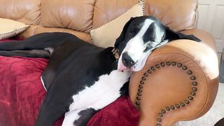 Great Dane snores while cat sleeps in dog bed