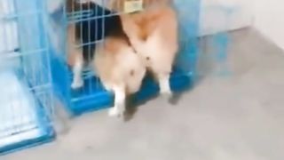 Funny video