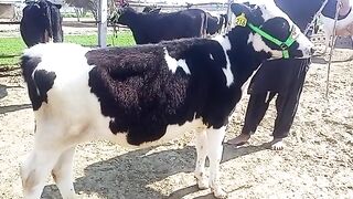 Cow for sale