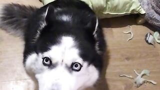 Ah, good doggie.