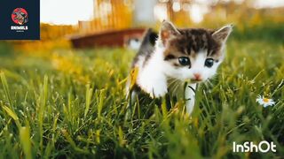 Funny Cats????????