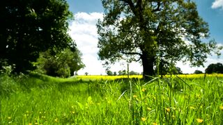 Countryside meadow